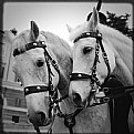 Picture Title - chevaux