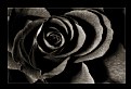 black rose