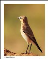 Picture Title - Isabelline Wheatear