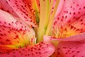 Picture Title - Heart of Lily