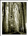 Picture Title - Tall tall tall trees