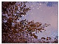 Picture Title - On a pond: reflections