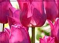 Picture Title - Coral Tulipa