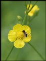 Picture Title - Simply Yellow