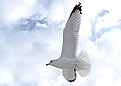 Picture Title - soaring