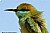 Bee Eater