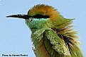 Picture Title - Bee Eater