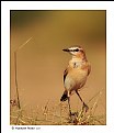 Picture Title - Isabelline Wheatear (2)