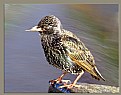 Picture Title - Starling