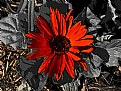 Picture Title - Red Flower