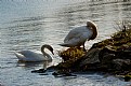 Picture Title - swans