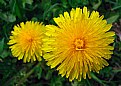 Picture Title - Dandelion