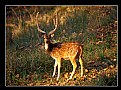 Picture Title - Chital