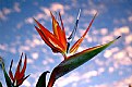 Picture Title - Bird of Paradise