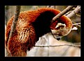 Picture Title - Red Panda