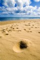 Picture Title - Footprints in the sand