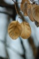 Picture Title - Brookside Brown Leaves