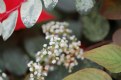 Picture Title - Brookside White Flowers 1