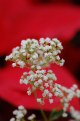 Picture Title - Brookside White Flower 2