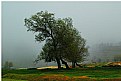 Picture Title - -Fog and Tree-