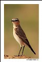 Picture Title - Isabelline Wheatear (3)