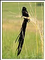 Picture Title - Long-tailed Widow