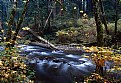 Picture Title - Salmon River