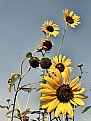 Picture Title - Sunflowers in Oklahoma