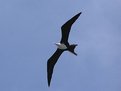 Picture Title - Frigate Bird