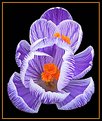 Picture Title - Crocus