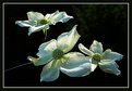 Picture Title - Dogwood
