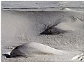 Picture Title - white dune