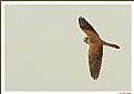 Picture Title - Kestrel