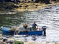 Picture Title - Seaweed Harvest