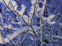 Picture Title - Winter  -   White