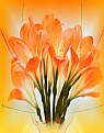 Picture Title - Orange Bouquet