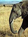 Picture Title - Elephant's Eye