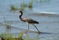 Picture Title - Tricoloured Heron