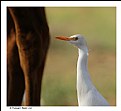 Picture Title - Cattle Egret