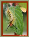 Picture Title - Vapourer Moth Caterpillar - Orgyia antiqua