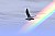 Gull in rainbow