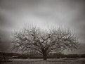 Picture Title - Winter's Tree