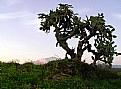 Picture Title - Opuntia Ficus