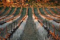 Picture Title - Vignes