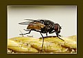 Picture Title - A housefly