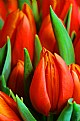 Picture Title - Tulip