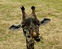 Picture Title - Giraffe