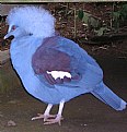 Picture Title - blåfågel