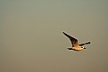 Picture Title - seagull