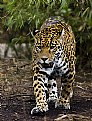 Picture Title - Jaguar